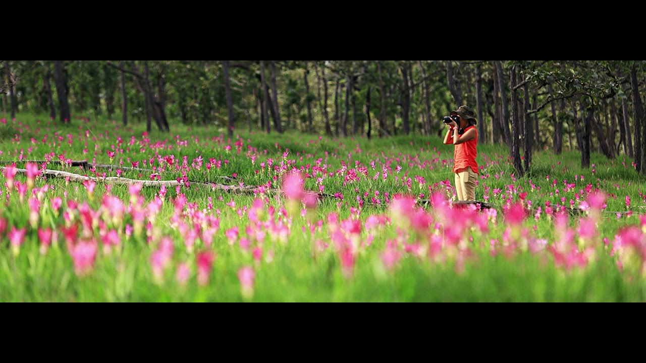 ดอกกระเจียวบาน -ก้อง ห้วยไร By Auddygunner