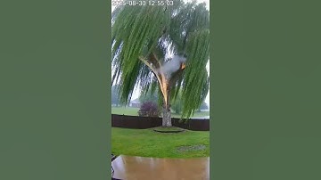 Lightning Strike Hits Tree! ⚡🌲 Caught On Camera#LightningStrike #CaughtOnCamera #TreeStrike