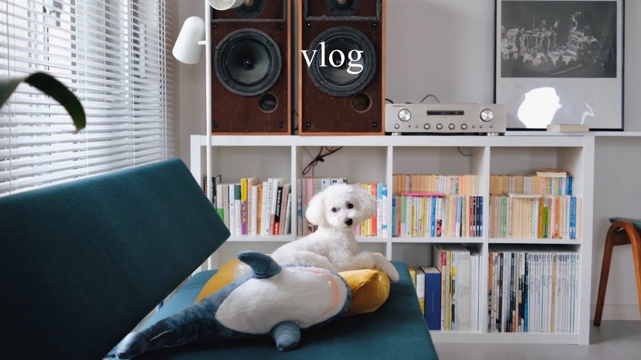 Повседневная жизнь с моей собакой: Как приготовить простой собачий торт, Чтение с пуделем