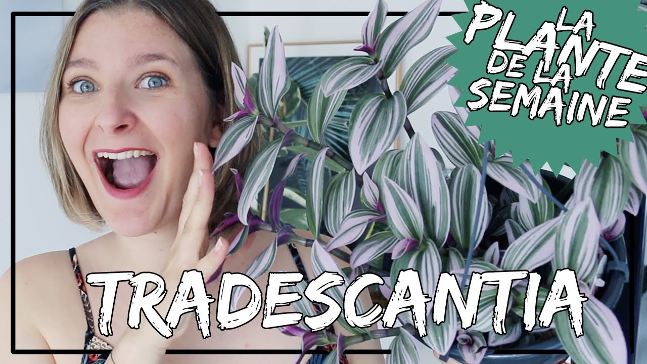 🌿 La Tradescantia Nanouk (misère) : conseils d'entretien, arrosage... 