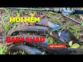 Lure cá lóc bằng mồi mềm Megabarra Baby Shad có hiệu quả hay không? #hiepfishingtv