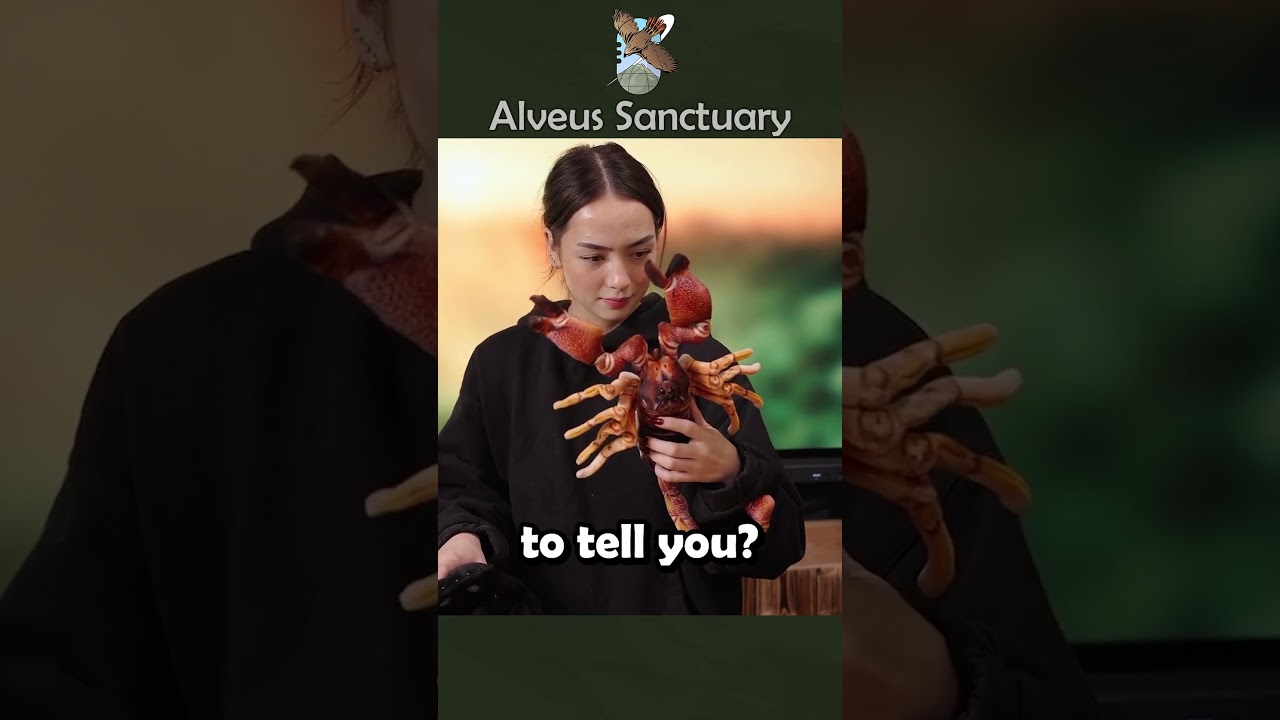 Learning how Scorpions mate 🦂 (W loot) #alveussanctuary #sakurashymko #mayahiga