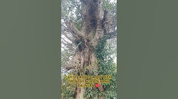 CÂY SI ĐÁ ĐỘC LẠ QUÝ HIẾM TRÊN TÂY NGUYÊN XANH ĐẠI NGÀN TÂY NGUYÊN