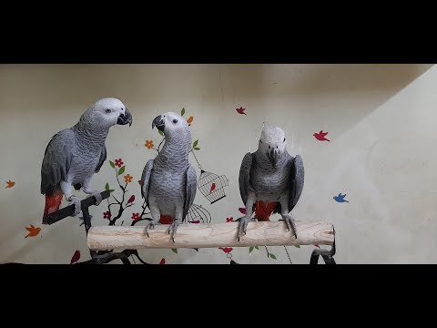 Daily routine and feeding of my African grey