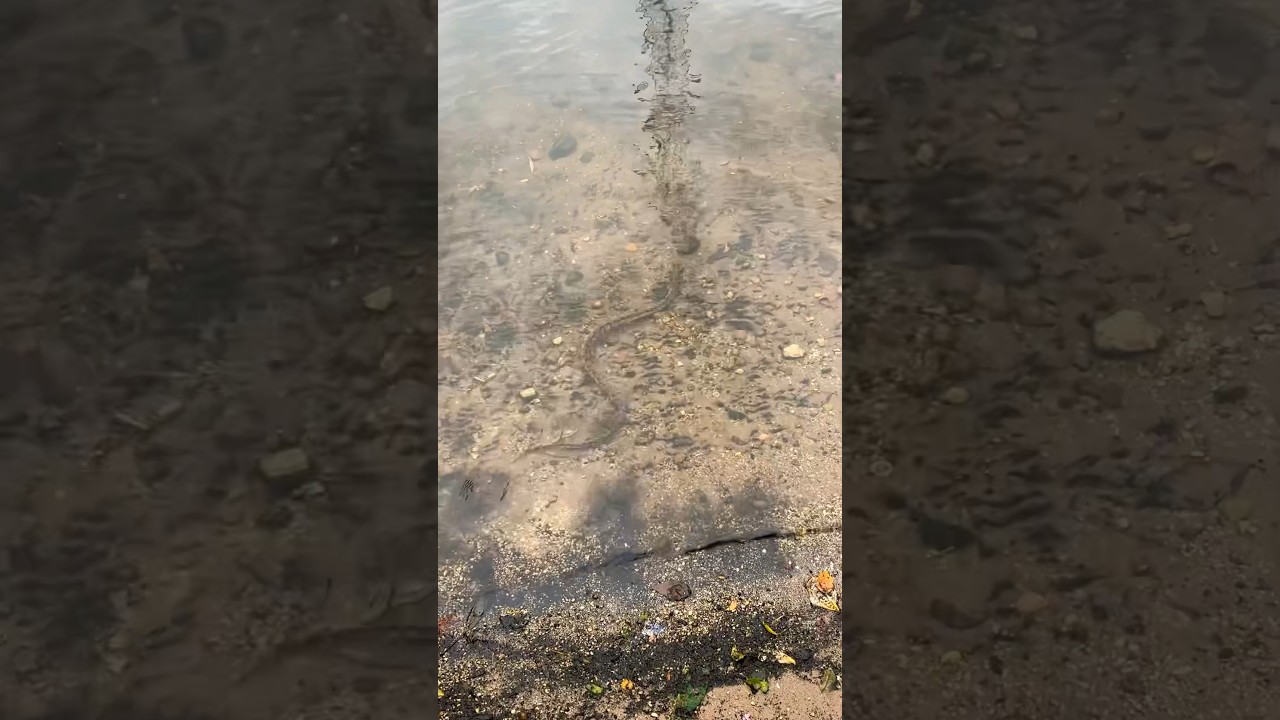Diamondback water snake! Awesome! 🤩