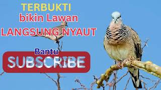 Download Lagu Perkutut Lokal Gacor Suara Besar Pancingan Burung Perkutut Agar Cepat Bunyi. MP3