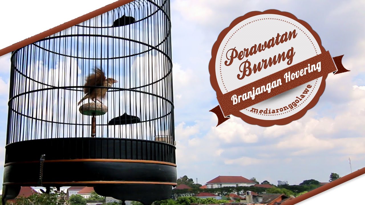 Suara Burung Branjangan Banaspati Gacor Hovering Mirafra