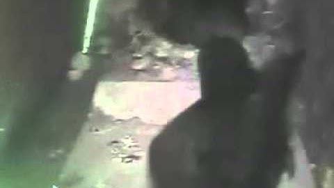 swifts 2014 - an intruder enters a nest box