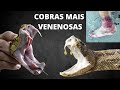 AS COBRAS MAIS VENENOSAS DO MUNDO! Serpentes com venenos muito potentes!!!