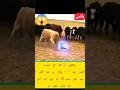 Allah’s Power: Bull Plays with Electricity, Cow Stays Fearless #trending #love #youbube #for #youbub