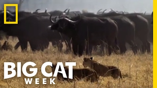 Killers in Training | Big Cat Week