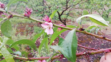 ¿Por qué se les caen los pétalos a las floristas?