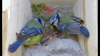 Blaumeise Nest, beide Eltern füttern