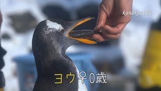 あるペンギンとある男のお話　たかはさち あるペンギンとある男のお話 たかはさち