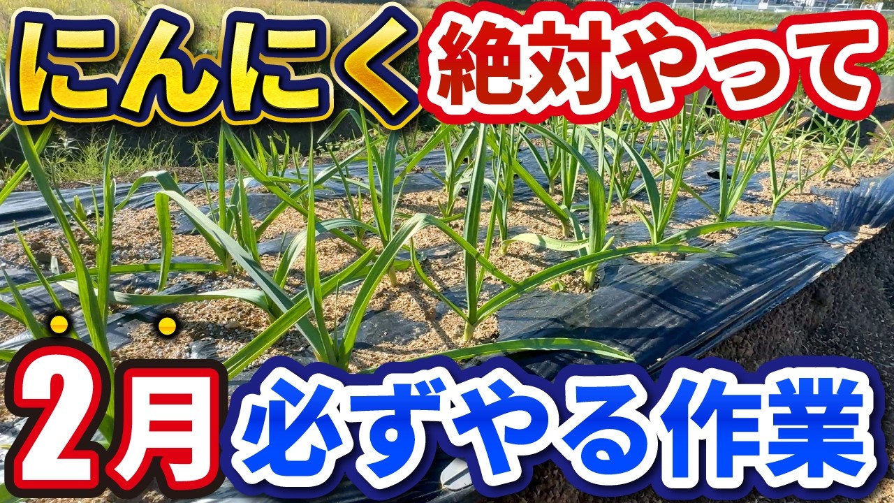 【差が付きます】2月にニンニクにすべき重要作業【3つ】
