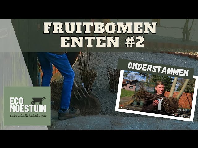 Fruitboom onderstammen