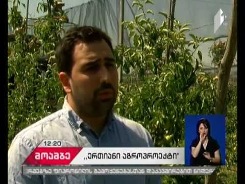 კარალეთში სეტყვისგან დამცავი ბადეები მოეწყო