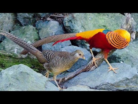 Золотой фазан (красный)