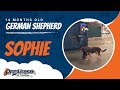 German Shepherd Sophie 14 months old/ Washington DC dog training/ German Shepherd Sophie 14 months old/ Washington DC dog training/