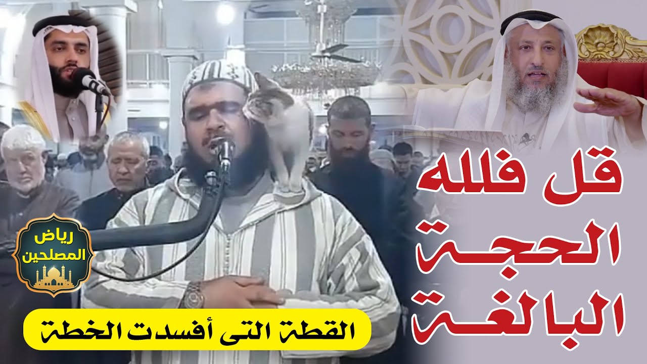القطة والإمام وليد مهساس صلاة التراويح