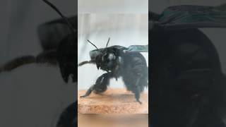 BIG Black Bee Stings Me!