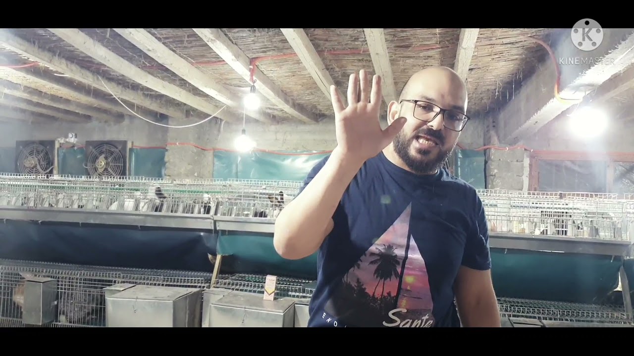 حل نهائى لمشكله التهاب العرقوب والتصمغ فى الارانب