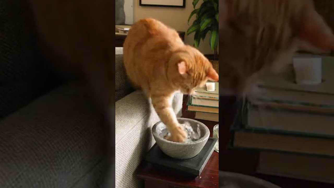 Funniest Cat Fails Caught On Camera   Funny Cats Compilation 