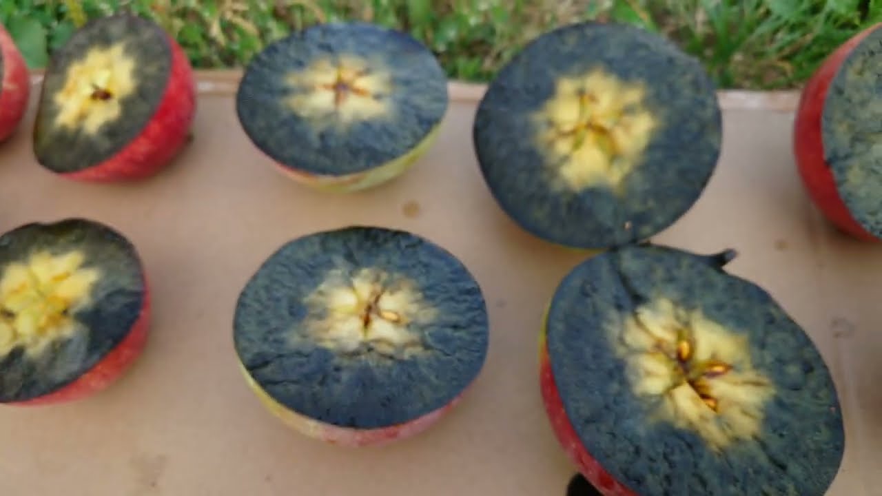 Z Sadu 03-09-2025 Test skrobiowy, plany zbiorów, loty tarcznika #sadownictwo #sad #ogrodnictwo 