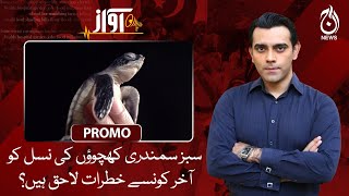 What are threats to species of green sea turtles?| Awaz | Promo | Aaj News