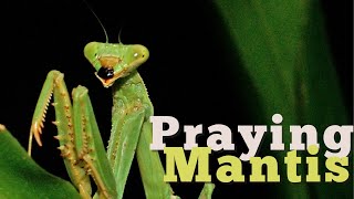 The Patient Predator: How Praying Mantises Hunt with Lightning