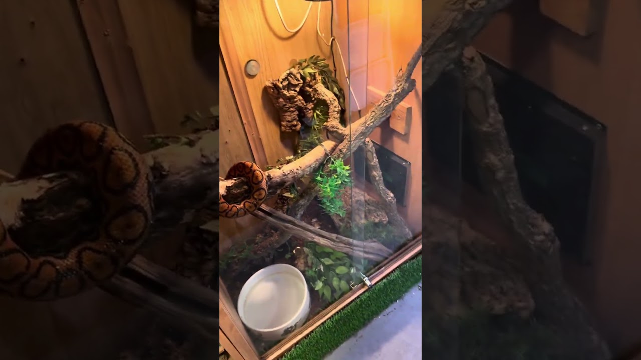 How to buy a snake in Uk