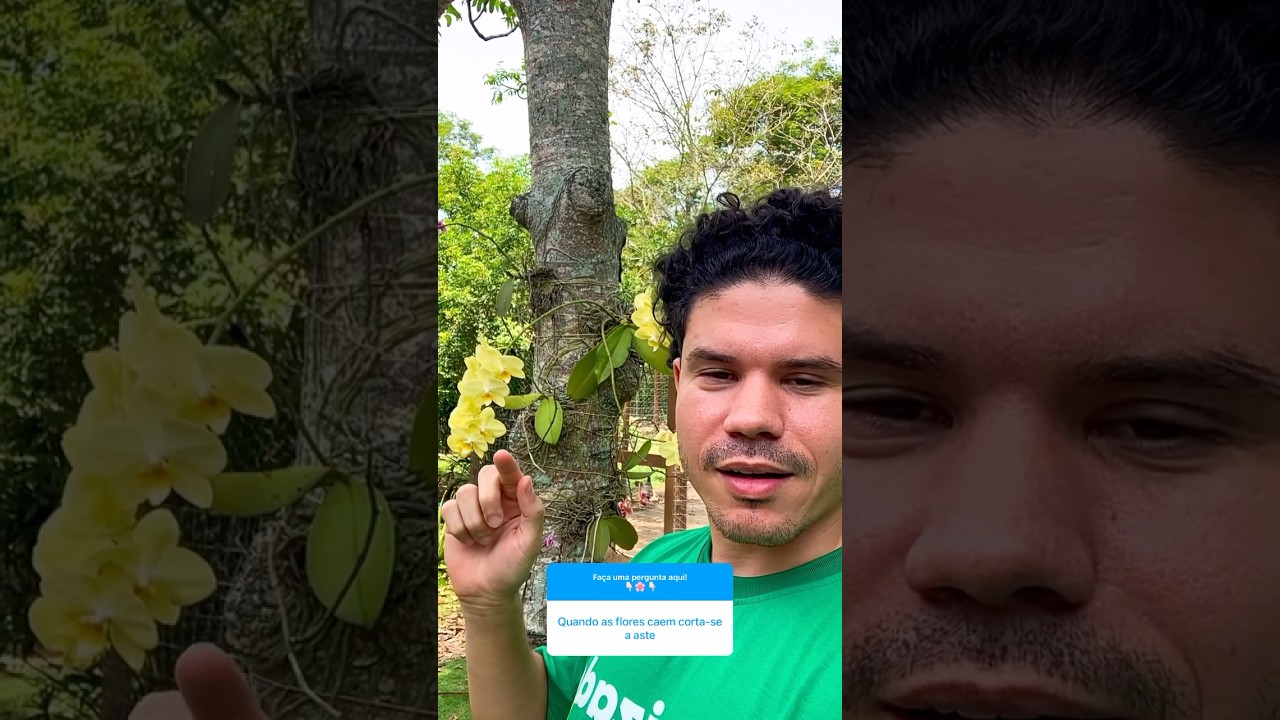 Quando as flores caem posso cortar as hastes das Phalaenopsis?