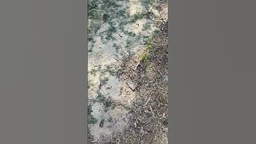 Beware of Bradford pear trees #stumpgrinding #tree #gardening #landscaping