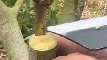 #shorts Chia sẻ công nghệ ghép cây Phúc Kiến Touyan, giải thích quy trình các phương pháp ghép cây