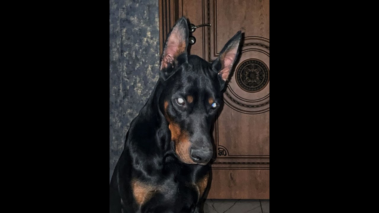 [FREE FOR PROFIT] ZILLAKAMI x GRUNGE x SAD INDIE TYPE BEAT -  "queens678"