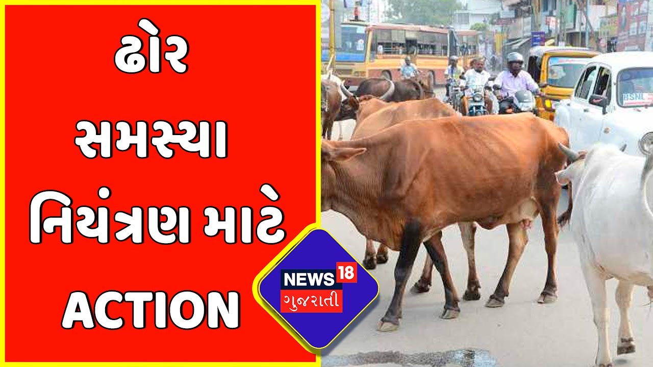 Law Against Stray Cattle : ઢોર સમસ્યા નિયંત્રણ માટે Action | Gujarat High Court | News18 Gujarati