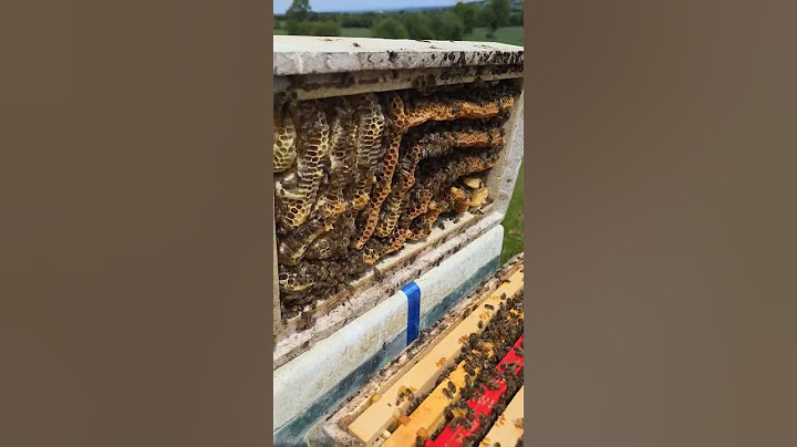 Whoops 🤭  🐝