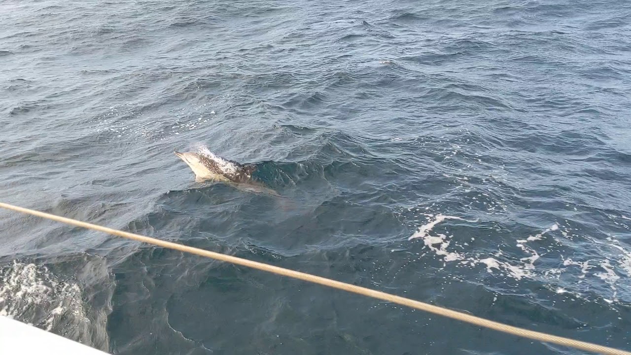 Biscay Dolphins! YouTube
