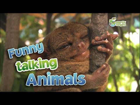 Funny Talking Animals
