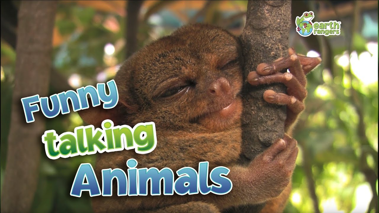 Funny Talking Animals - YouTube