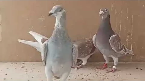 Red Fox Homer racing pigeon top quality beautiful birds