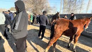 Angren Ot Bozori 12.03.26 Fermeruz