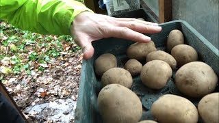 Ant’s Allotment - 27th January 2018 - Chitting Pentland Javelin potatoes