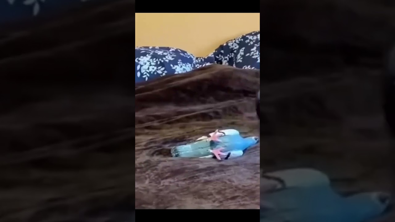 TF2 pootis pigeon (heavy)