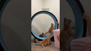 The Perfect Workout for High-Energy Cats π±