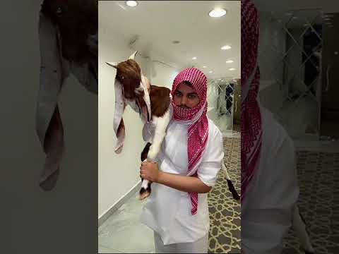 سنابات فراج قزيع السهلي تجهيز أقوى هدية بمناسبة نجاح احمد وقزيع