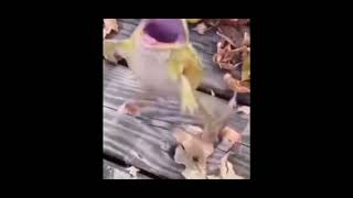 Frog Laughing Meme But It Gets Slower Everytime It Replays