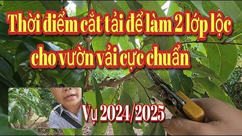 Thời điểm cắt tải chỉ làm 2 lớp lộc cho vườn vải cực chuẩn