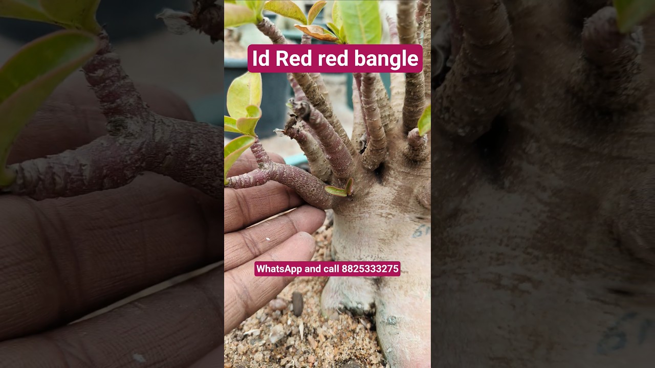 why your adenium plant red skin not a good colour texture 