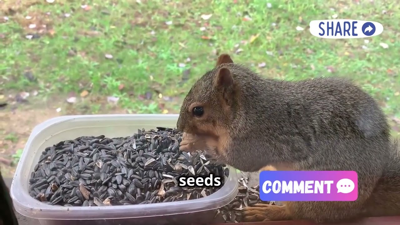 How to Hand Feed a Squirrel